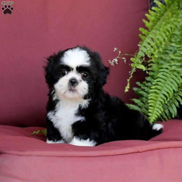 Anita, Shih Tzu Puppy